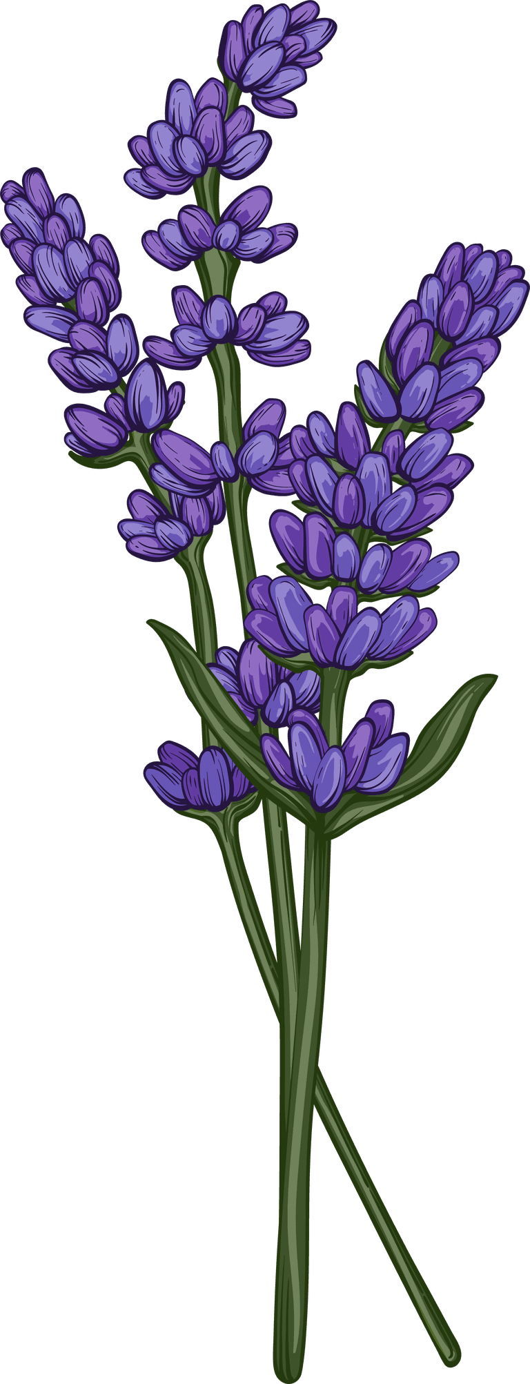 lavender detailed essential oil herb pack