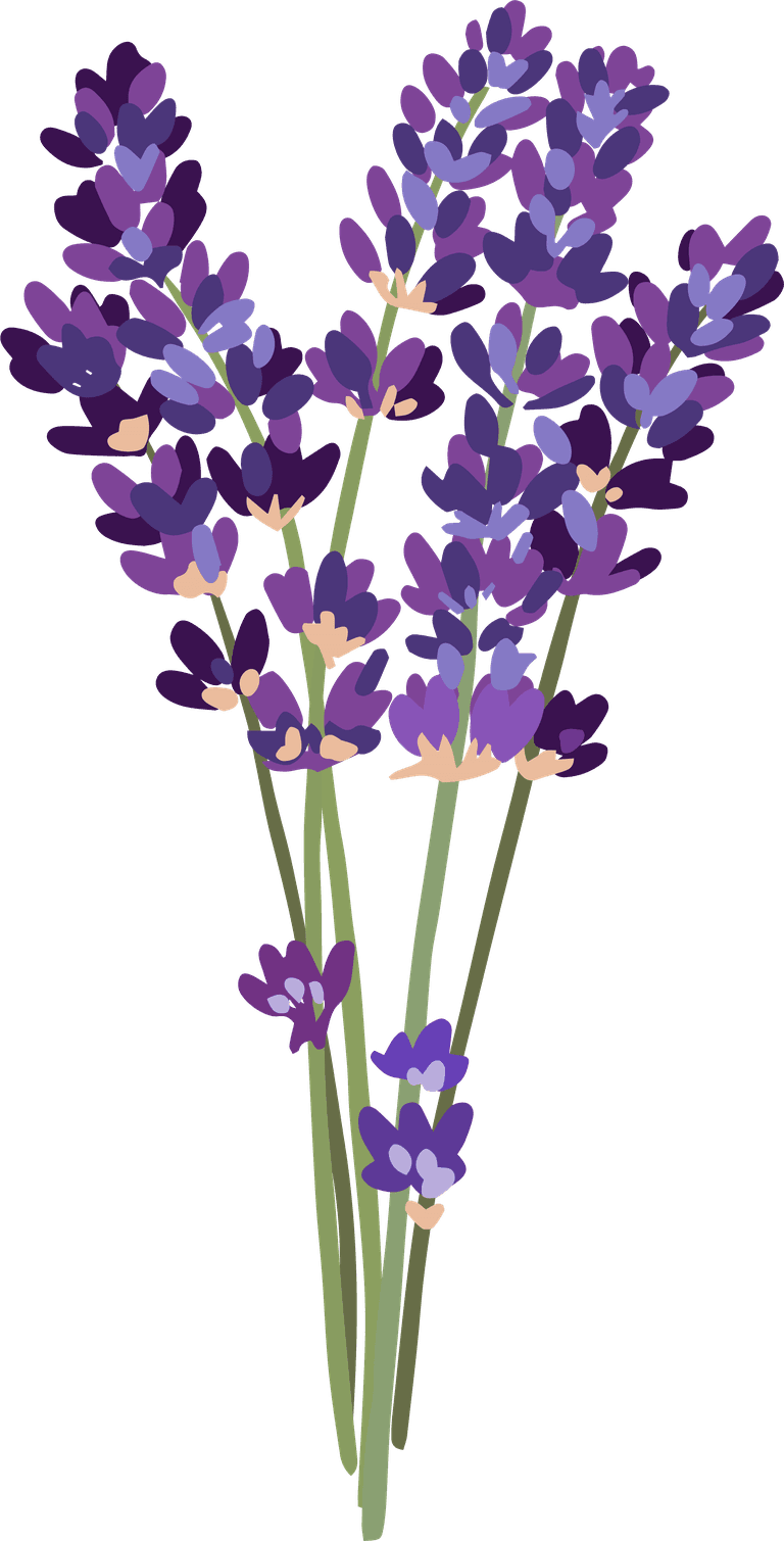 laveniler spices meadow flowers herbal set