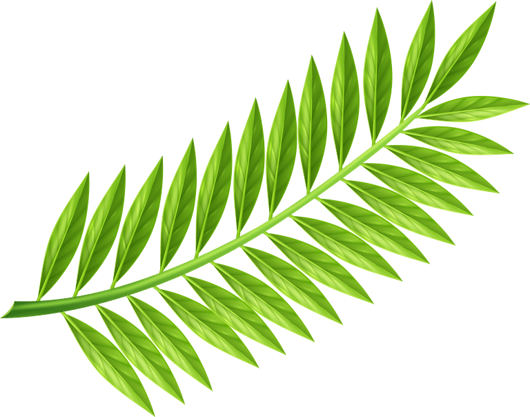 lush leafy tropical palm tree branches for nature-themed projects and decor