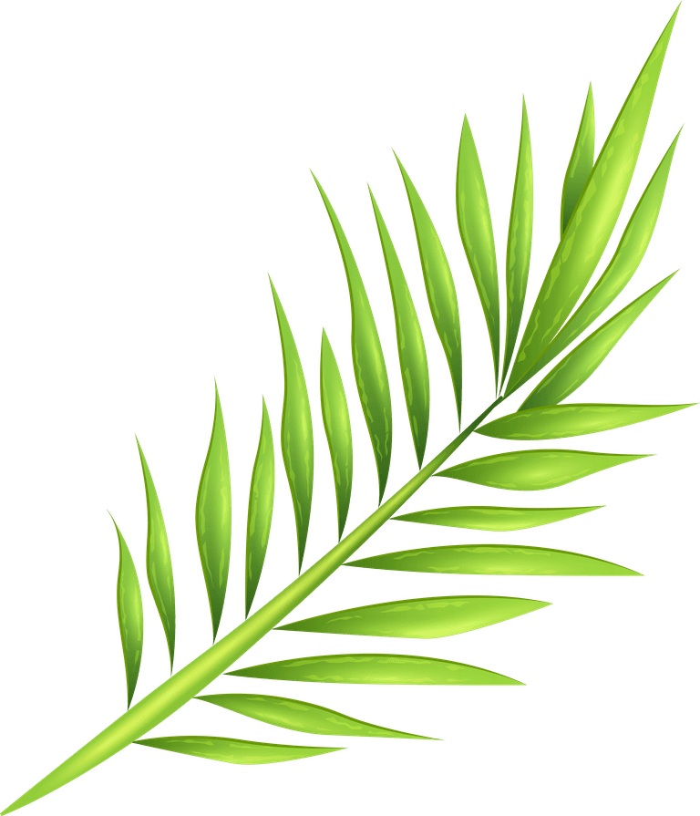 leaf tropical palm tree branches for enhancing tropical themes and natural aesthetics