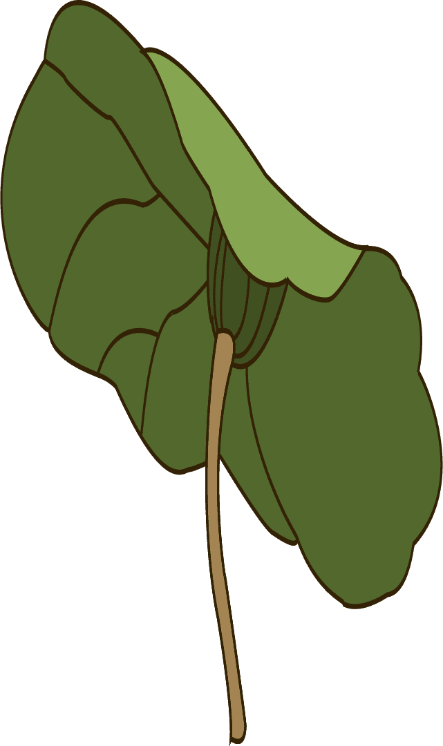 lotus leaf lotus background colored handdrawn sketch