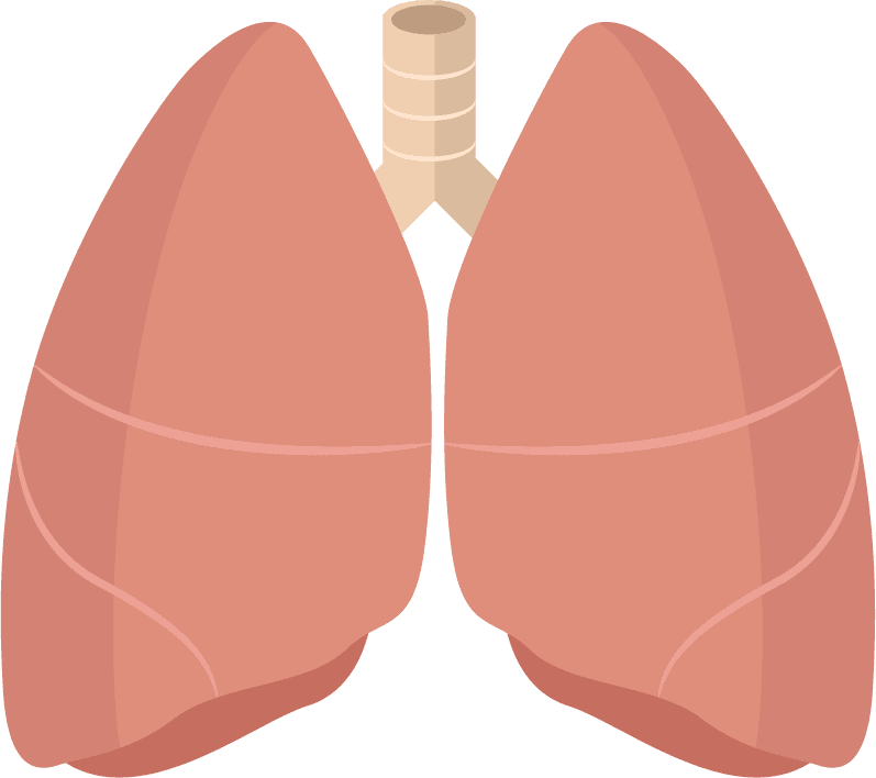 lung viscera medicine elements organs sketch colored 