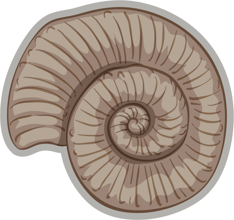 fossil under the ground illustration of a detailed ammonite shell for educational purposes