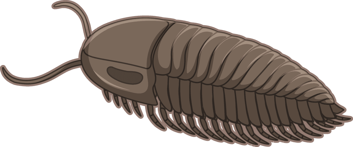 fossil under the ground illustration featuring a detailed trilobite specimen for educational use
