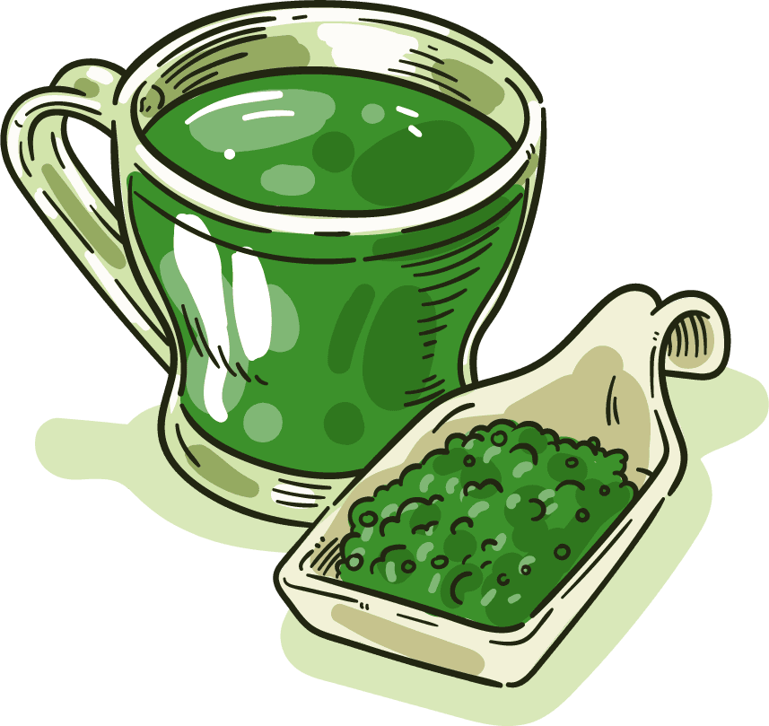 hand-drawn green tea varieties match sketch
