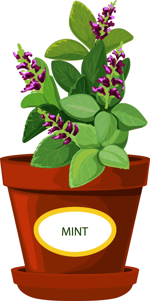 medicinal herbs pots with labels for home gardening and indoor decoration