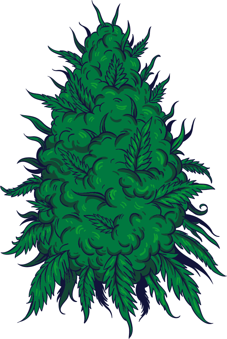 medicinal plants cannabis cigarette elements tree leaf sketch