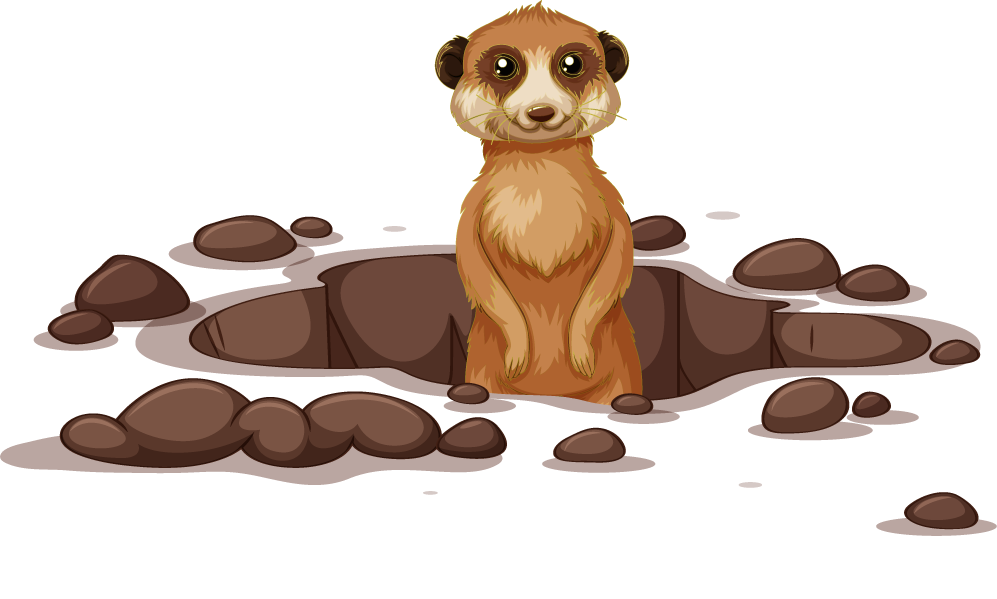 meerkat meerkat isolated white background standing in a hole with cute expression