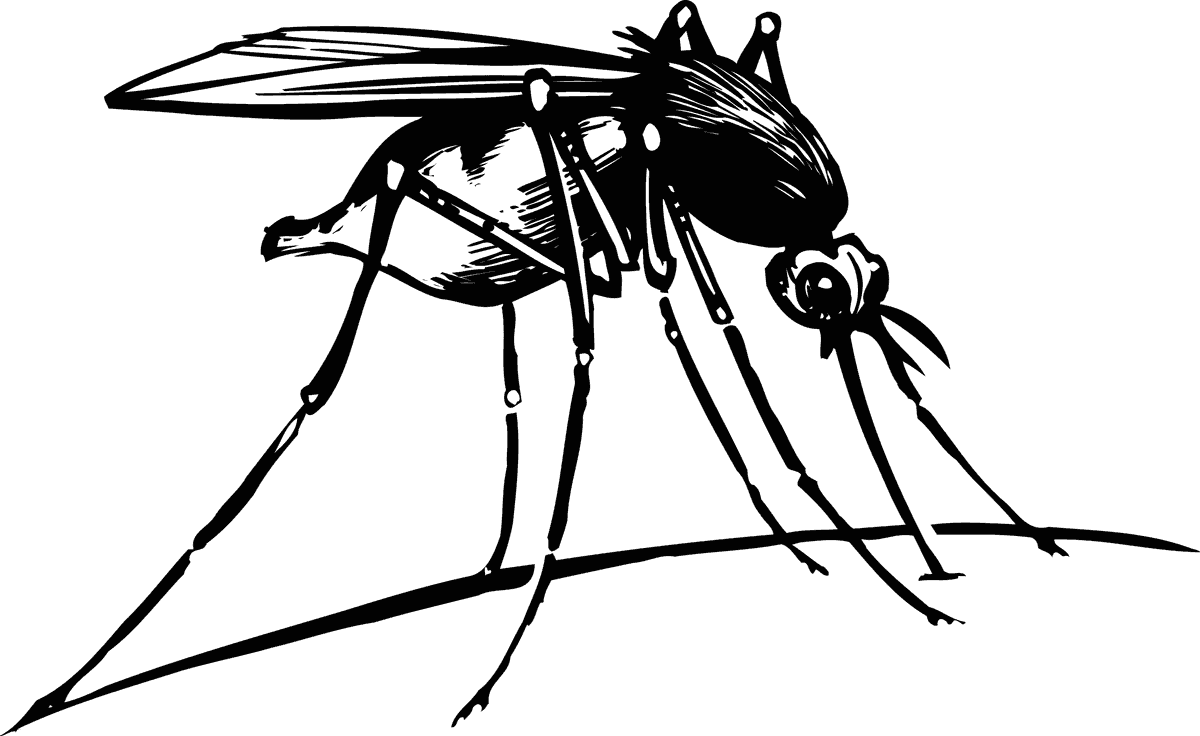 mosquito a monochrome insect vector illustration for pest control and nature themed projects