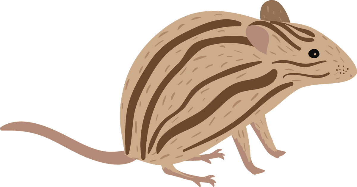 mouse collection different mice breeds featuring cute and colorful characters for kids