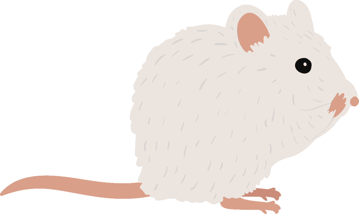mouse collection different mice breeds for educational and playful purposes