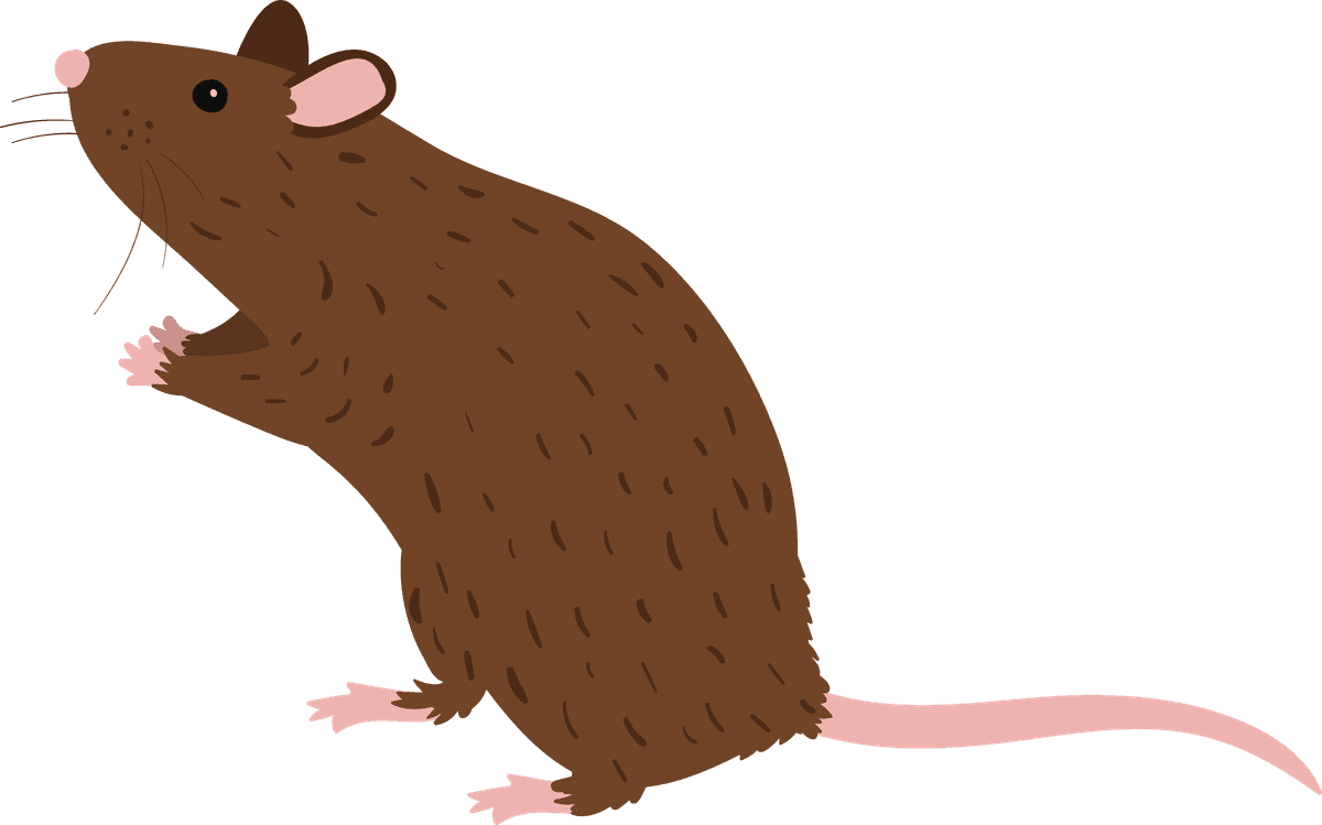 mouse collection different mice breeds for educational and entertainment purposes