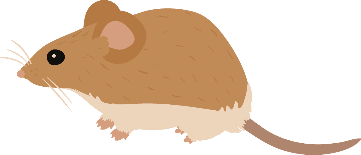 mouse collection different mice breeds featuring cute cartoon illustrations for children