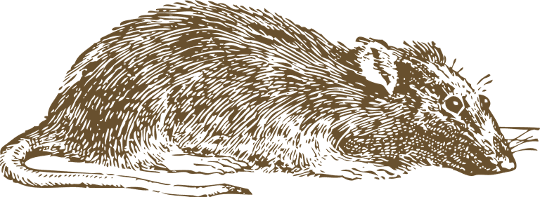 mouse rodent illustrator for biology project nature publication or rodent