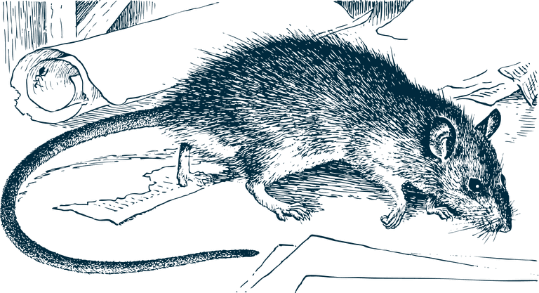 mouse rodent illustrator for biology project nature publication or rodent