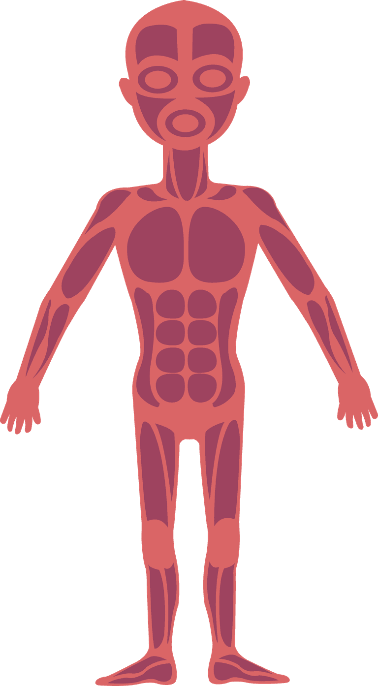 muscular system biology background human physics organs icons