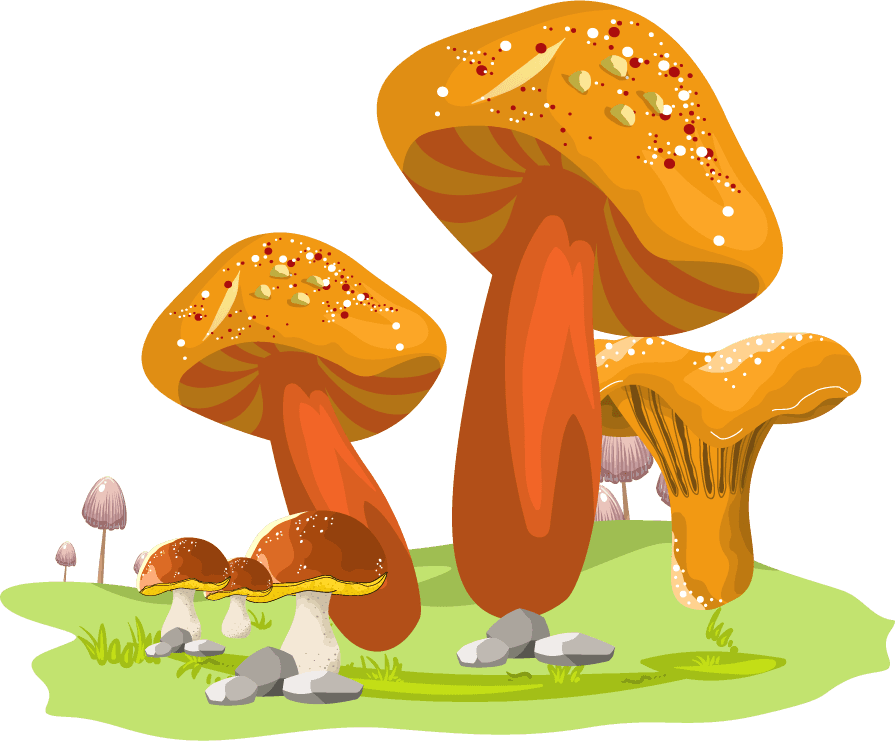 mushroom mushroom icons colorful growth sketch