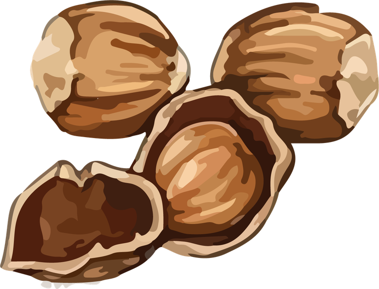 nuts hands food vector