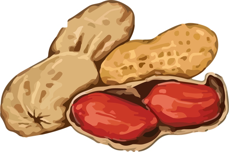 nuts hands food vector