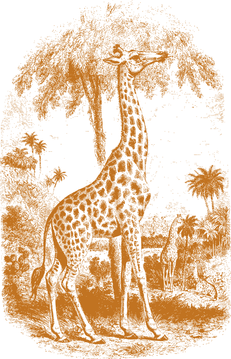 old style drawing giraffes in a whimsical natural setting for creative projects