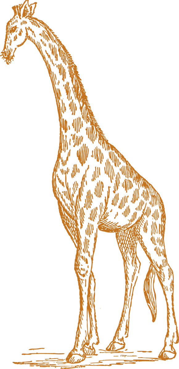 old style drawing giraffes featuring intricate line work perfect for nature lovers