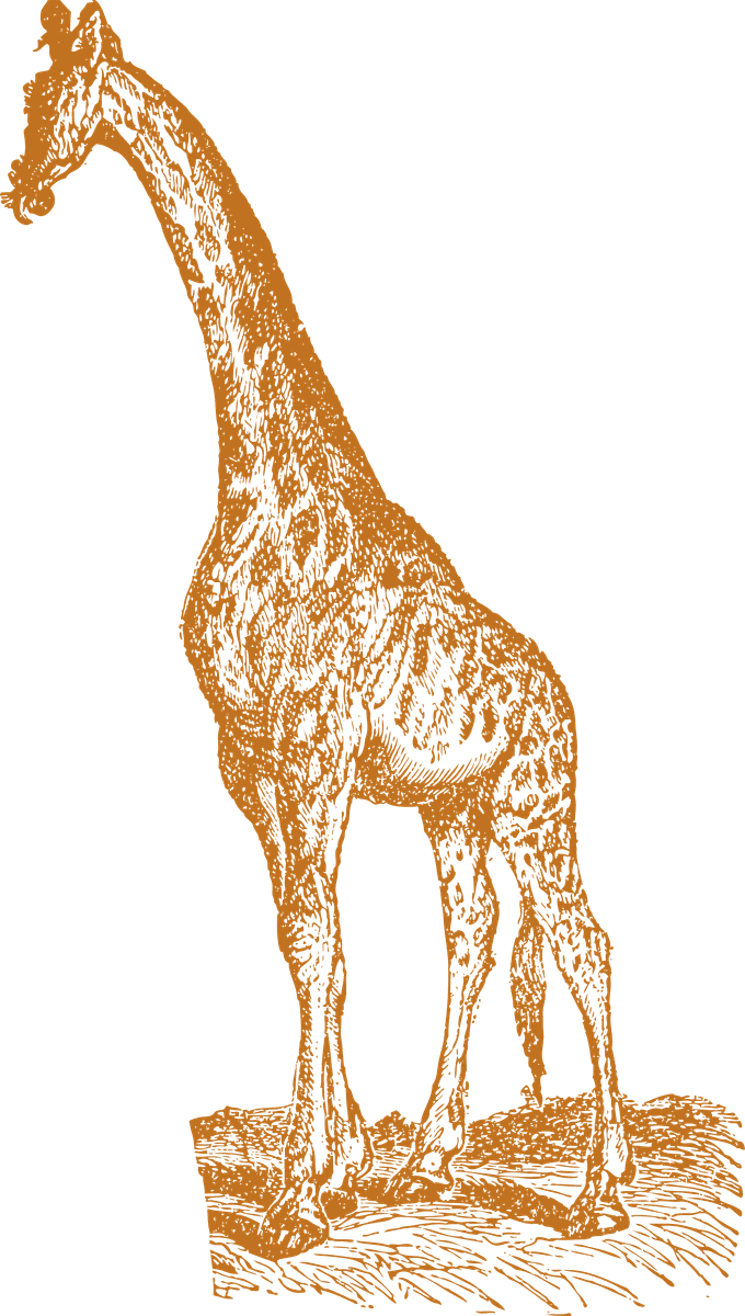 old style drawing giraffes in intricate detail perfect for vintage-themed projects