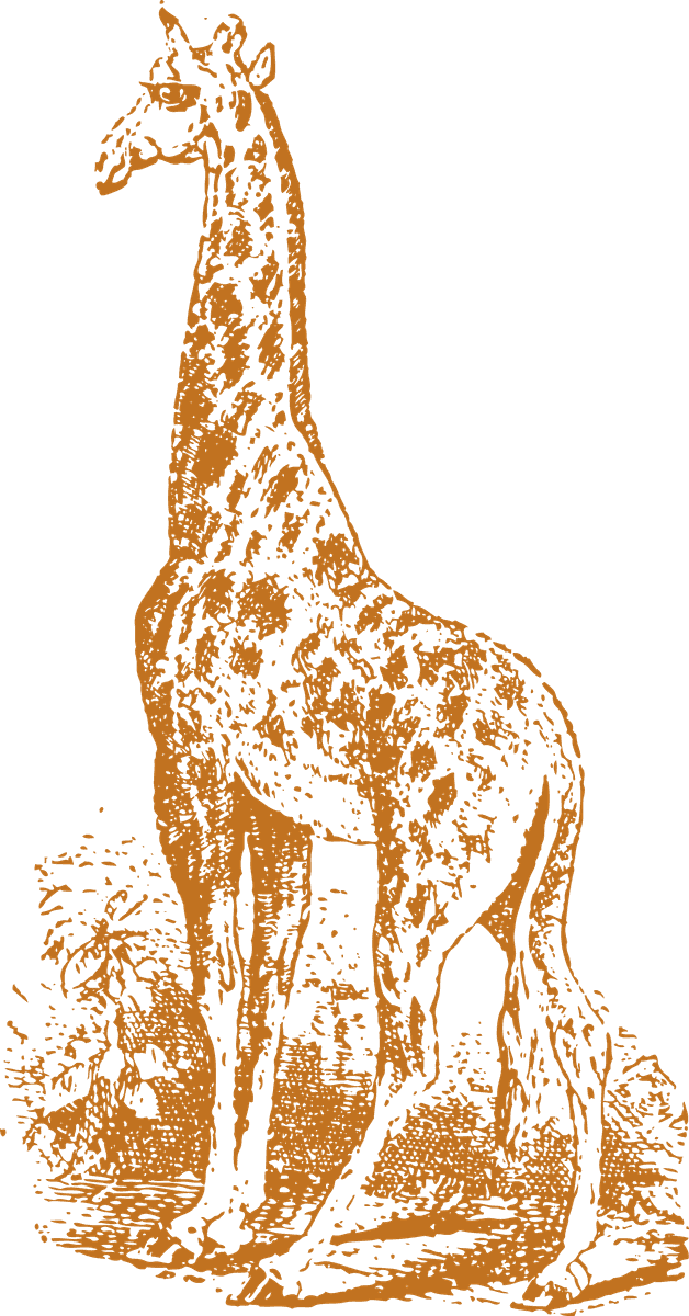 old style drawing giraffes in vintage illustration for wildlife enthusiasts and decor