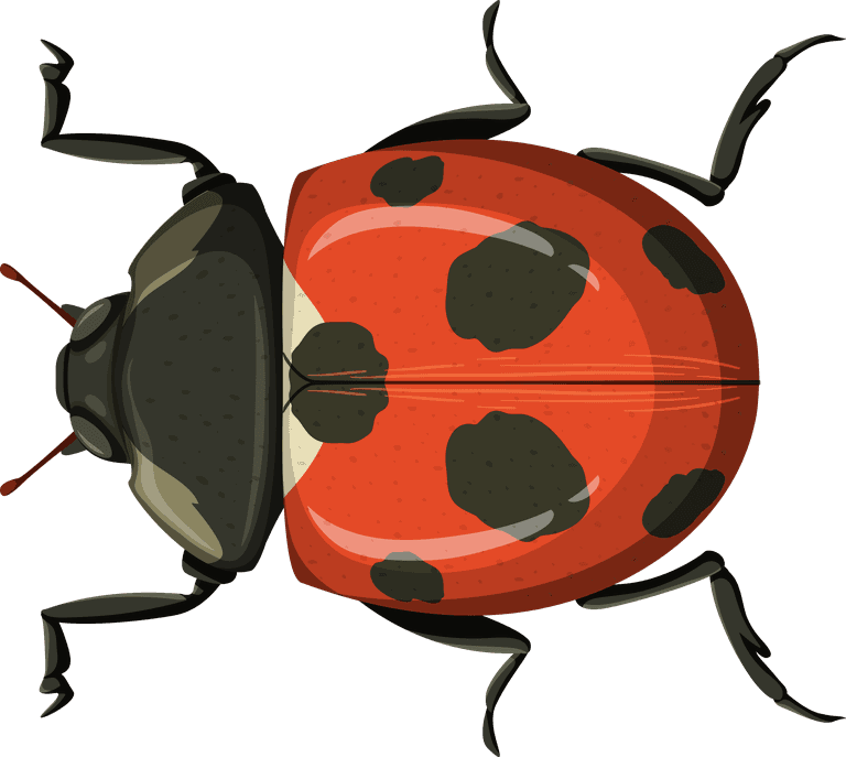 orange beetle different insects on black background illustration