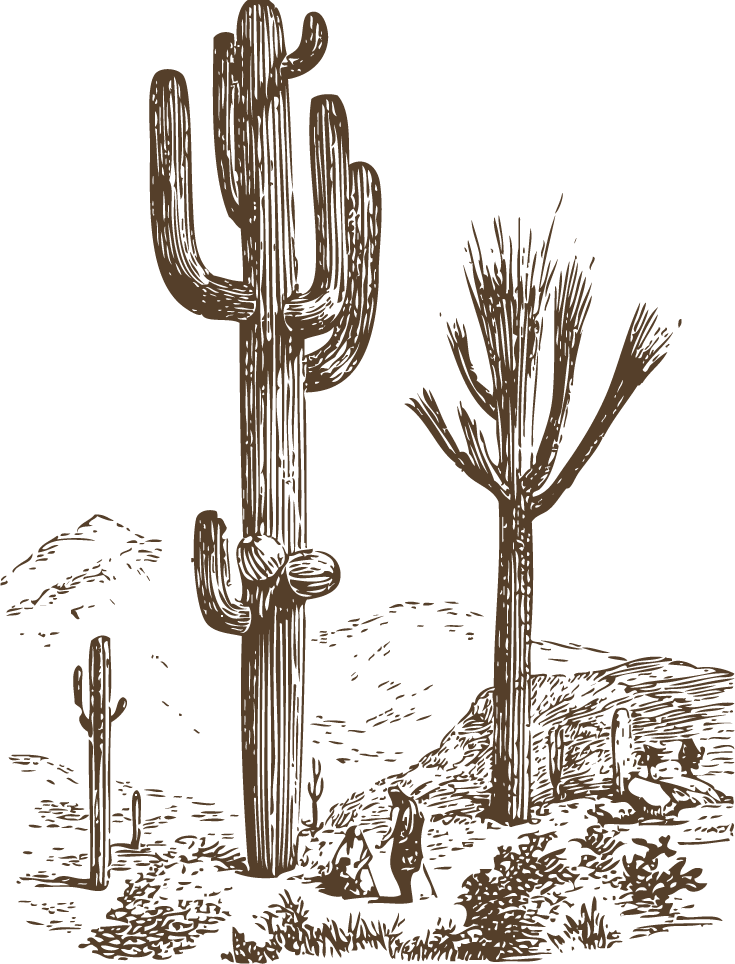 vintage cactus illustrations with detailed etching style and botanical accuracy 