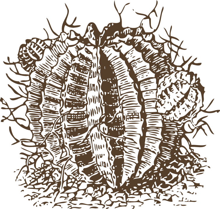 vintage cactus illustrations with detailed etching style and botanical accuracy 