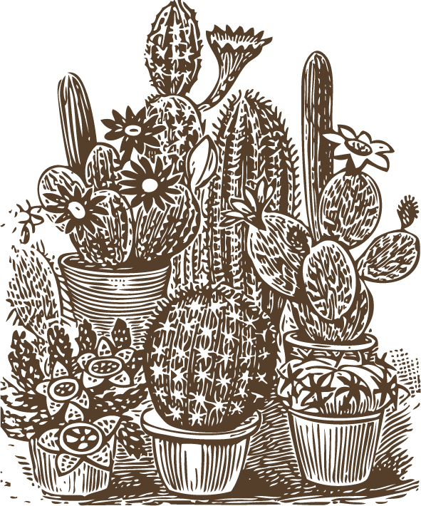 vintage cactus illustrations with detailed etching style and botanical accuracy 