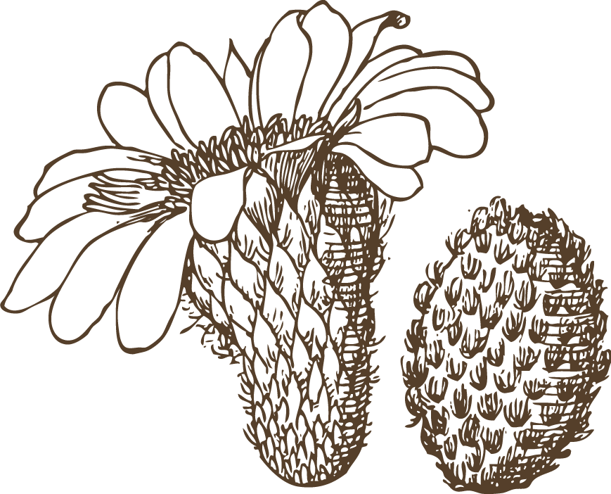 vintage cactus illustrations with detailed etching style and botanical accuracy 