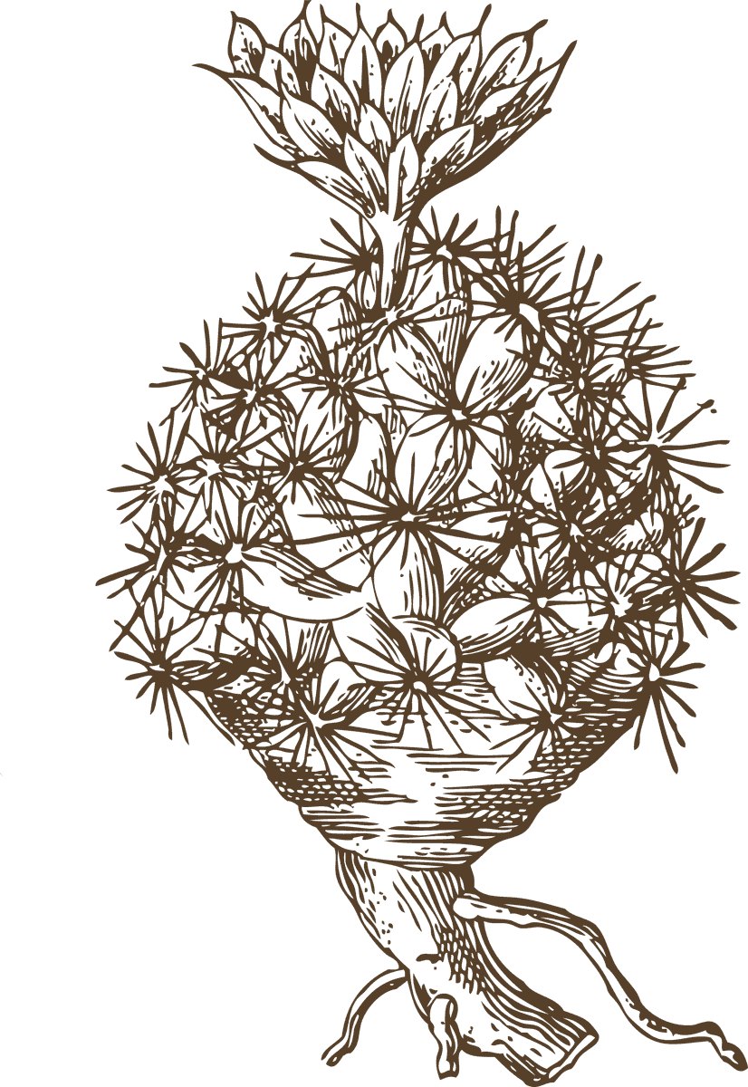 vintage cactus illustrations with detailed etching style and botanical accuracy 