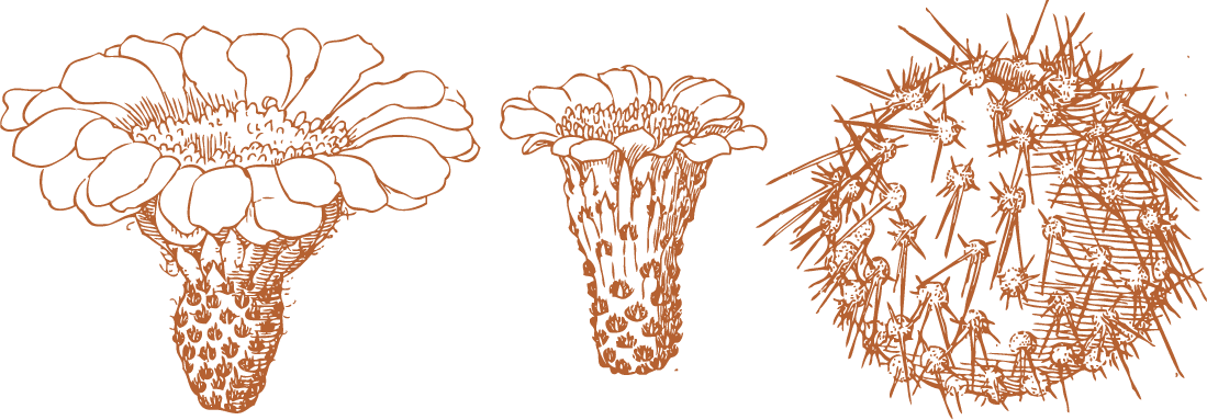 orange hand drawn cactus outline cacti and succulent drawing