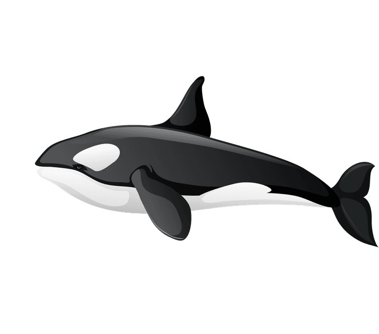 orca arctic food chain diagram concept