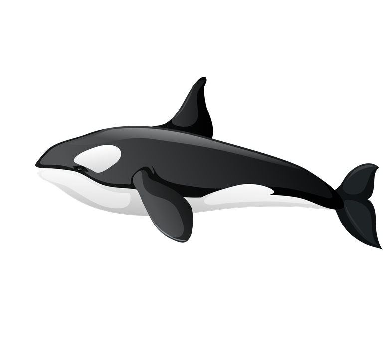 orca arctic food chain diagram concept