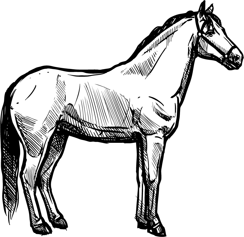 organic farm doodle sketch illustration featuring a detailed horse in a rustic style