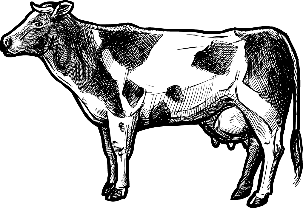organic farm doodle sketch illustration