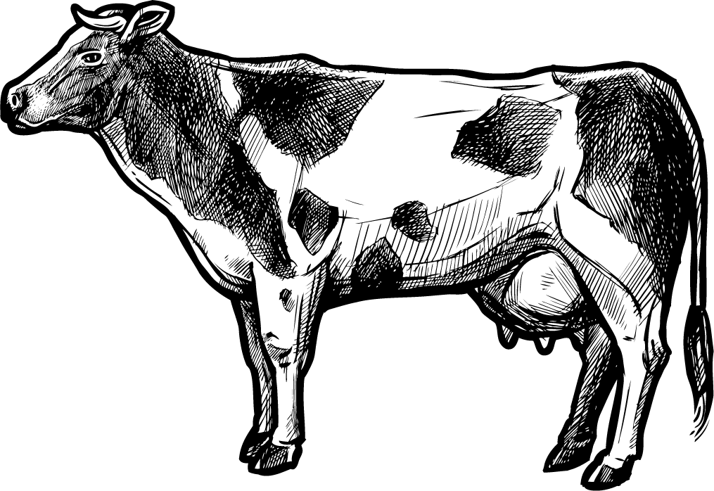 organic farm doodle sketch illustration of a cow in a playful and charming style