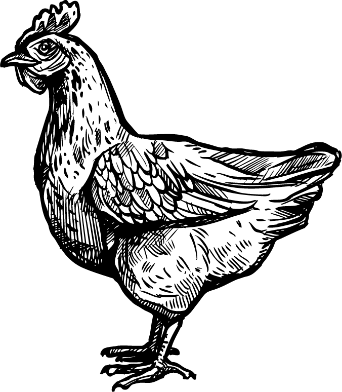 organic farm doodle sketch illustration of a detailed chicken suitable for various uses