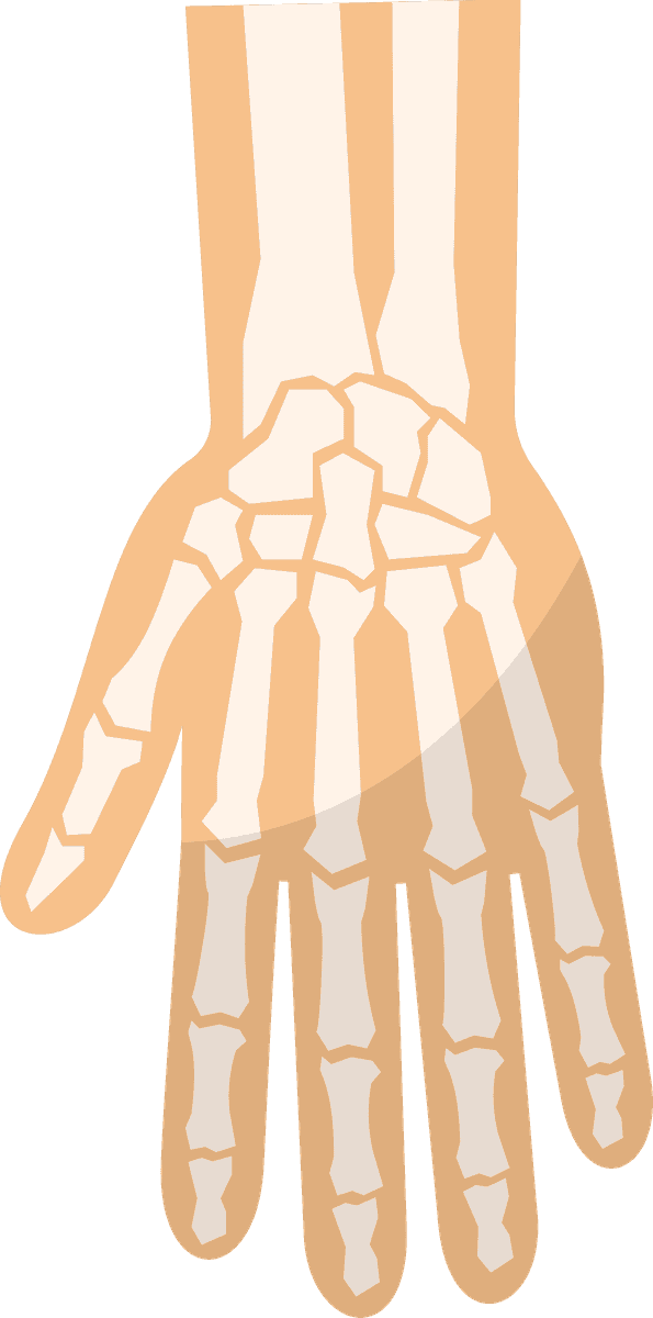 orthopedics color icons set for hand anatomy showcasing skeletal structure and function