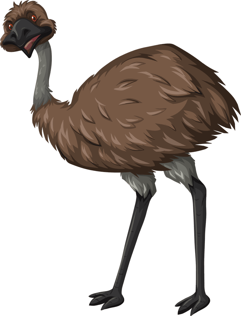 ostrich different types of wild animals in australia illustration