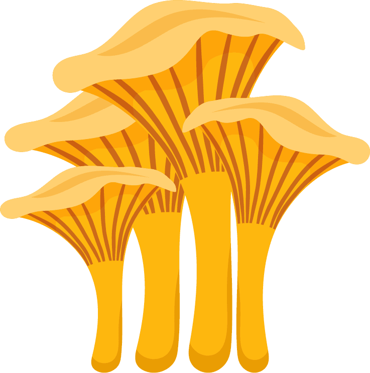 painted different mushrooms edible inedible illustration