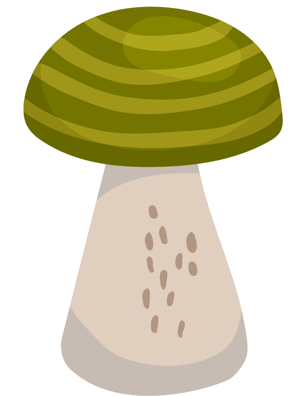 painted different mushrooms edible inedible illustration