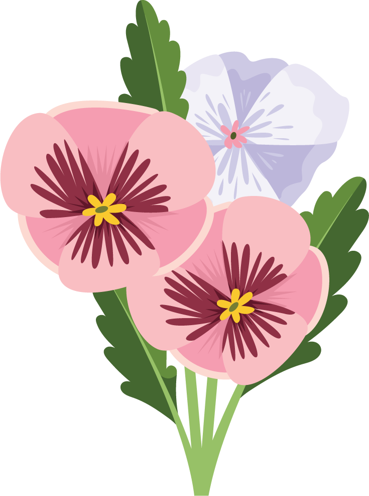 Illustration of colorful pansy flowers bouquet