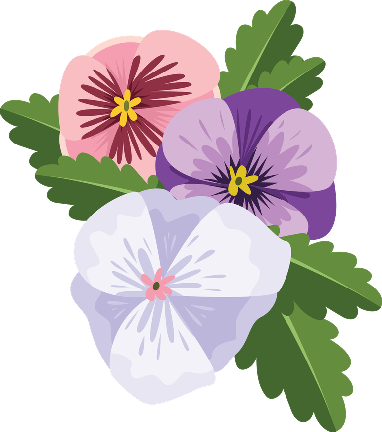 Illustration of colorful pansy flowers bouquet