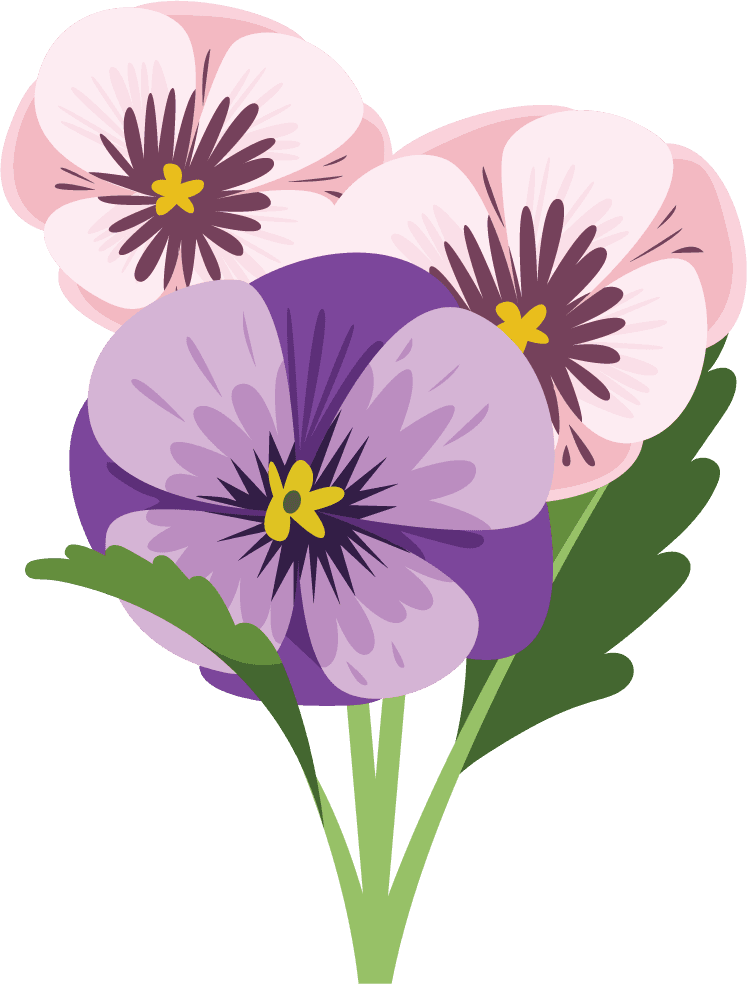 Illustration of colorful pansy flowers bouquet