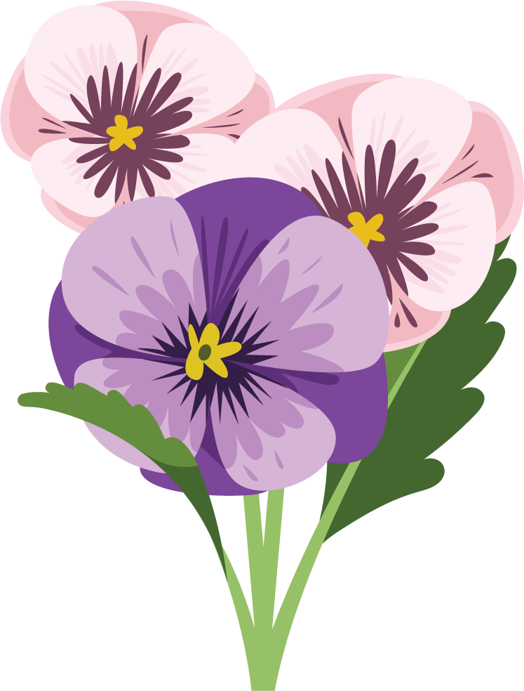 Illustration of colorful pansy flowers bouquet