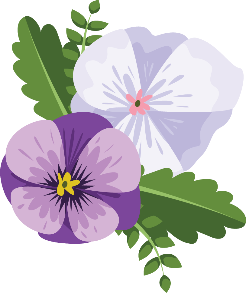 Illustration of colorful pansy flowers bouquet