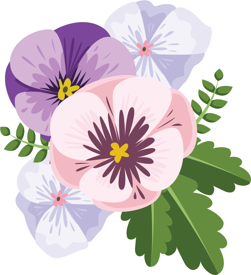 Illustration of colorful pansy flowers bouquet